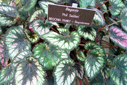 B. ‘Philip Seiden’